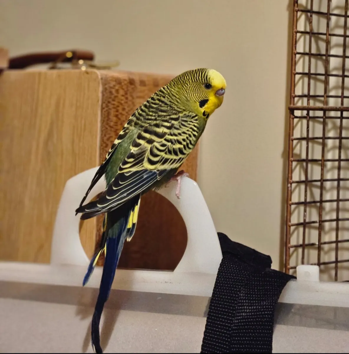 3 male budgies for sale - Image 3