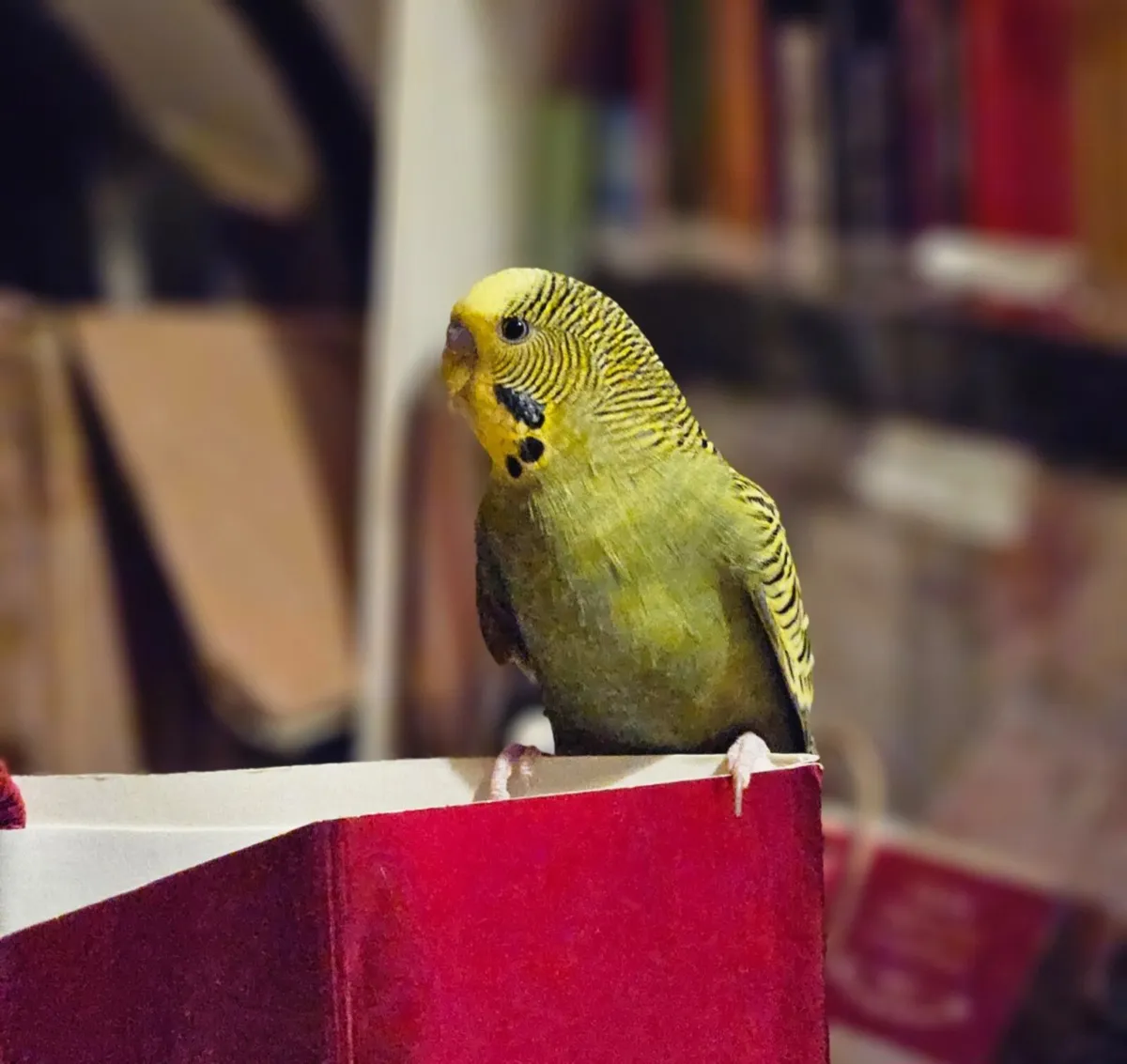 3 male budgies for sale - Image 4