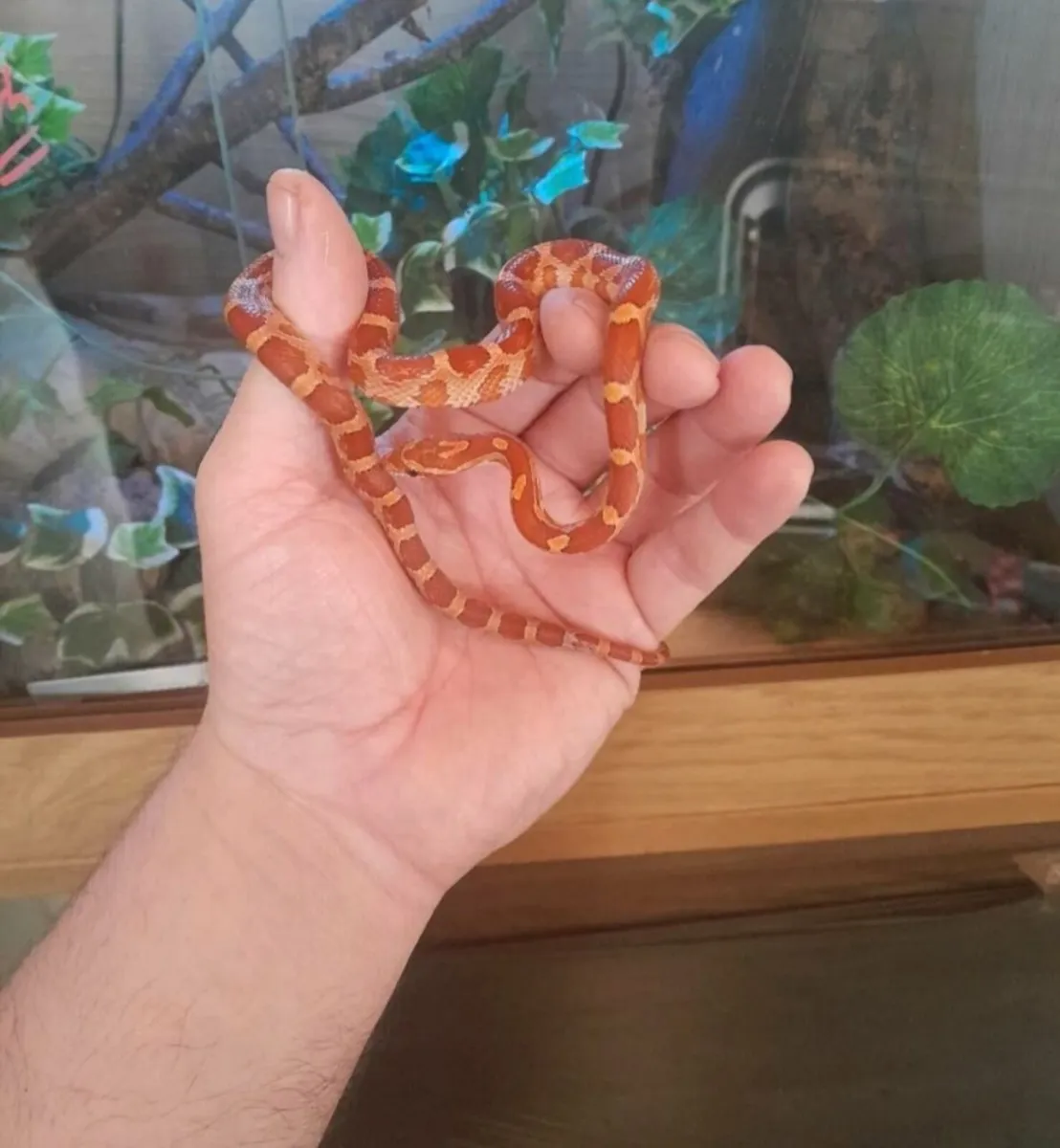Corn snake 🐍 - Image 1
