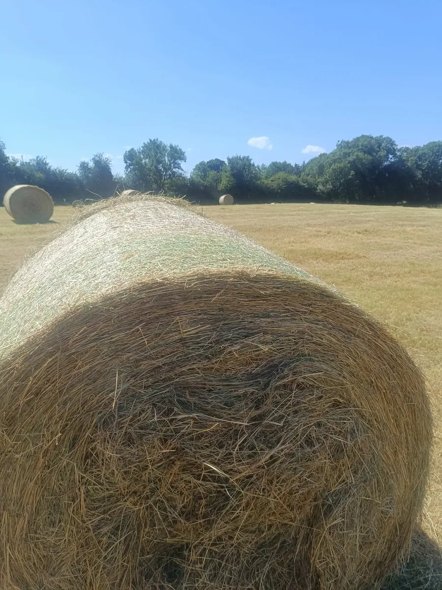 Hay - Image 1