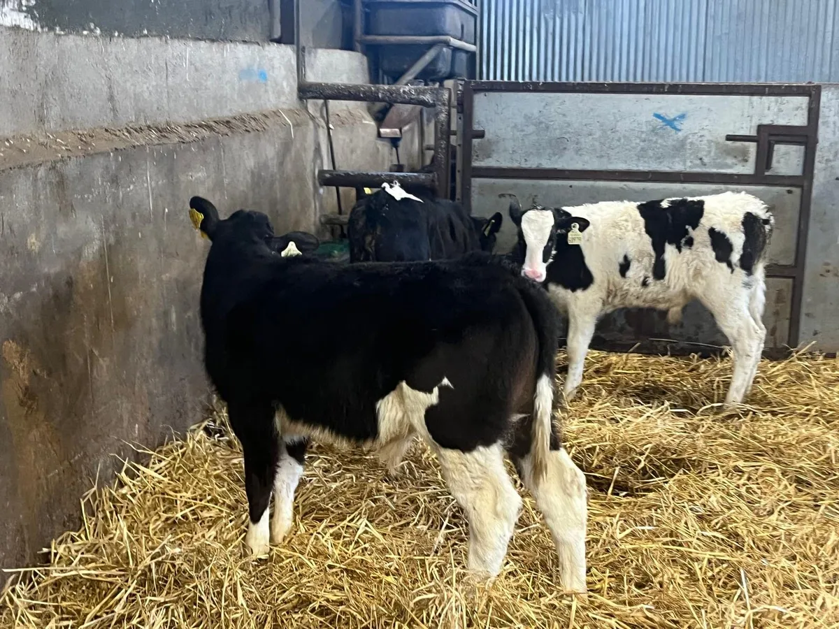 3 super  reared British Frisian bulls - Image 1