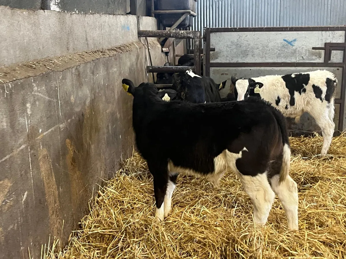 3 super  reared British Frisian bulls - Image 2