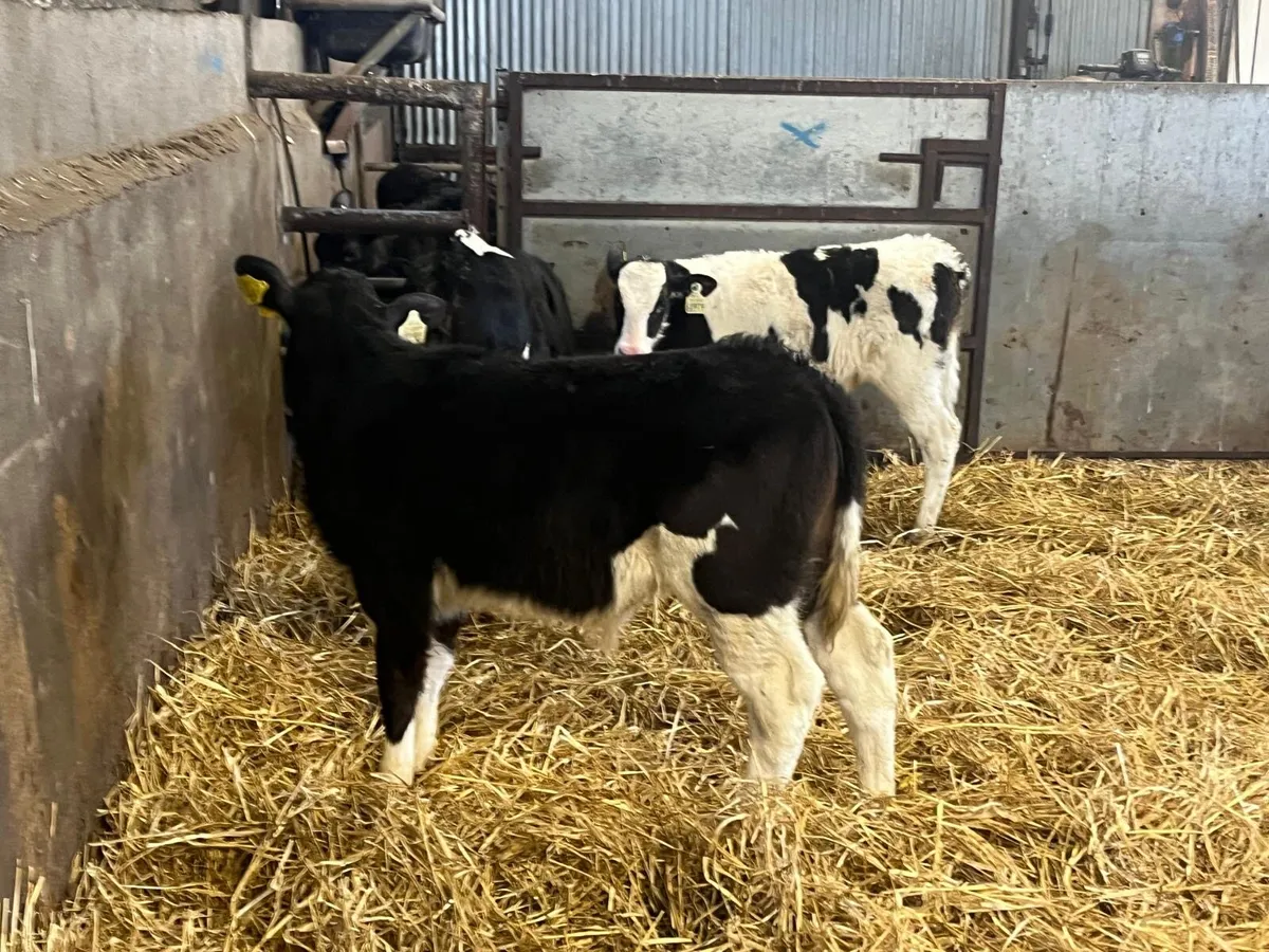 3 super  reared British Frisian bulls - Image 3