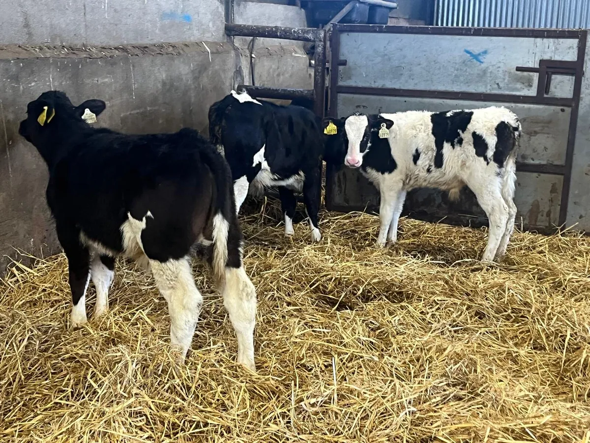 3 super  reared British Frisian bulls - Image 4