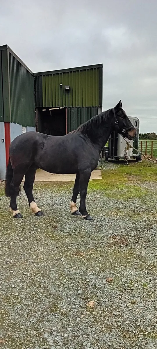 Hunter 15.2 gelding - Image 2