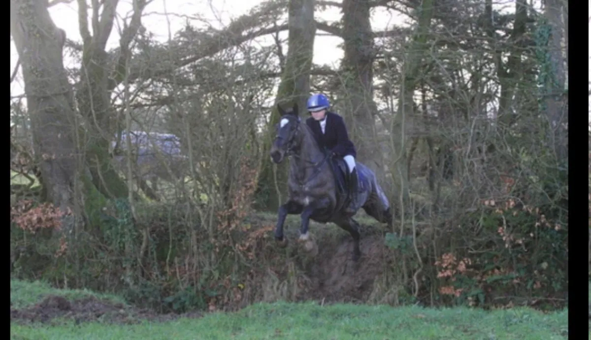 Hunter 15.2 gelding - Image 3