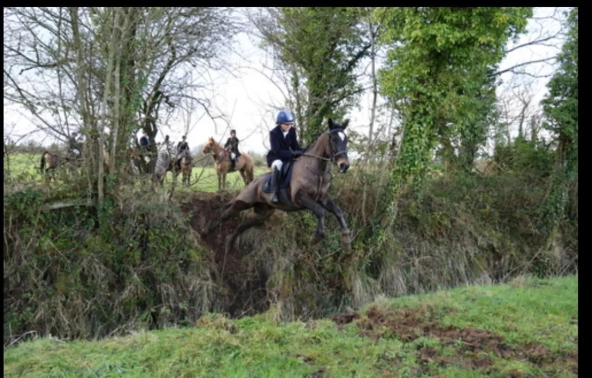 Hunter 15.2 gelding - Image 4