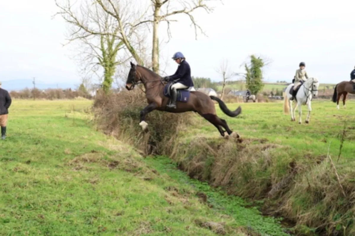 Hunter 15.2 gelding - Image 1
