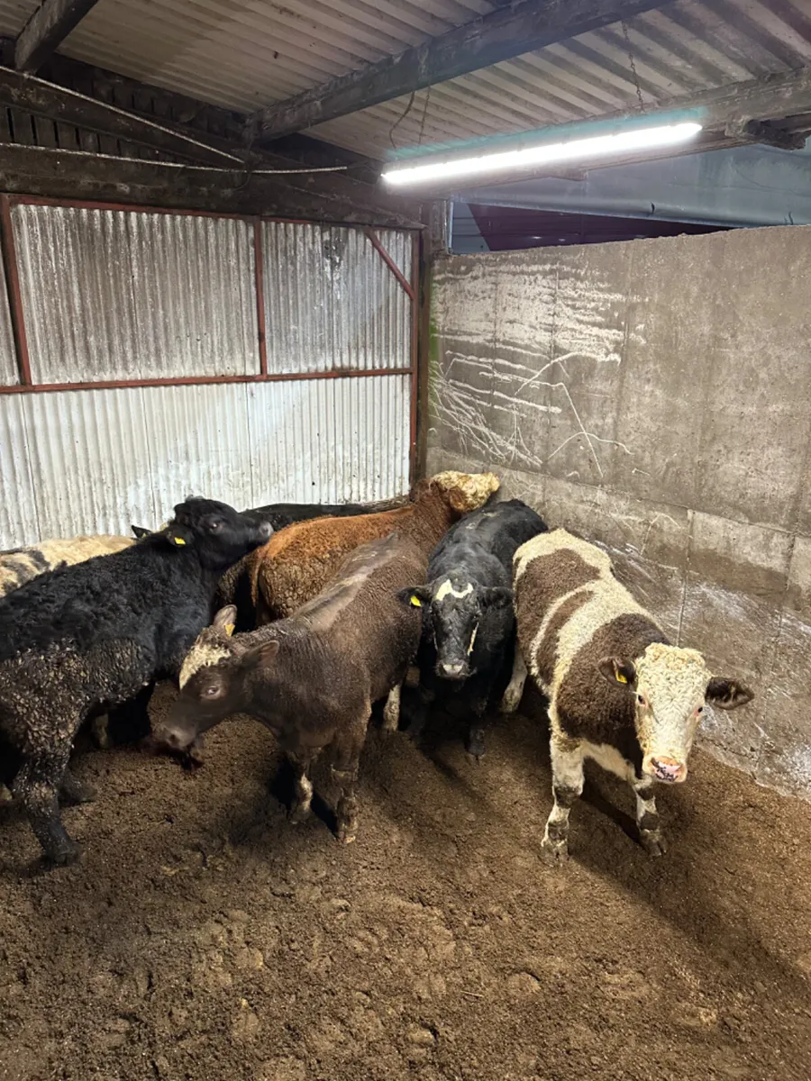 Forward bullocks - Image 4