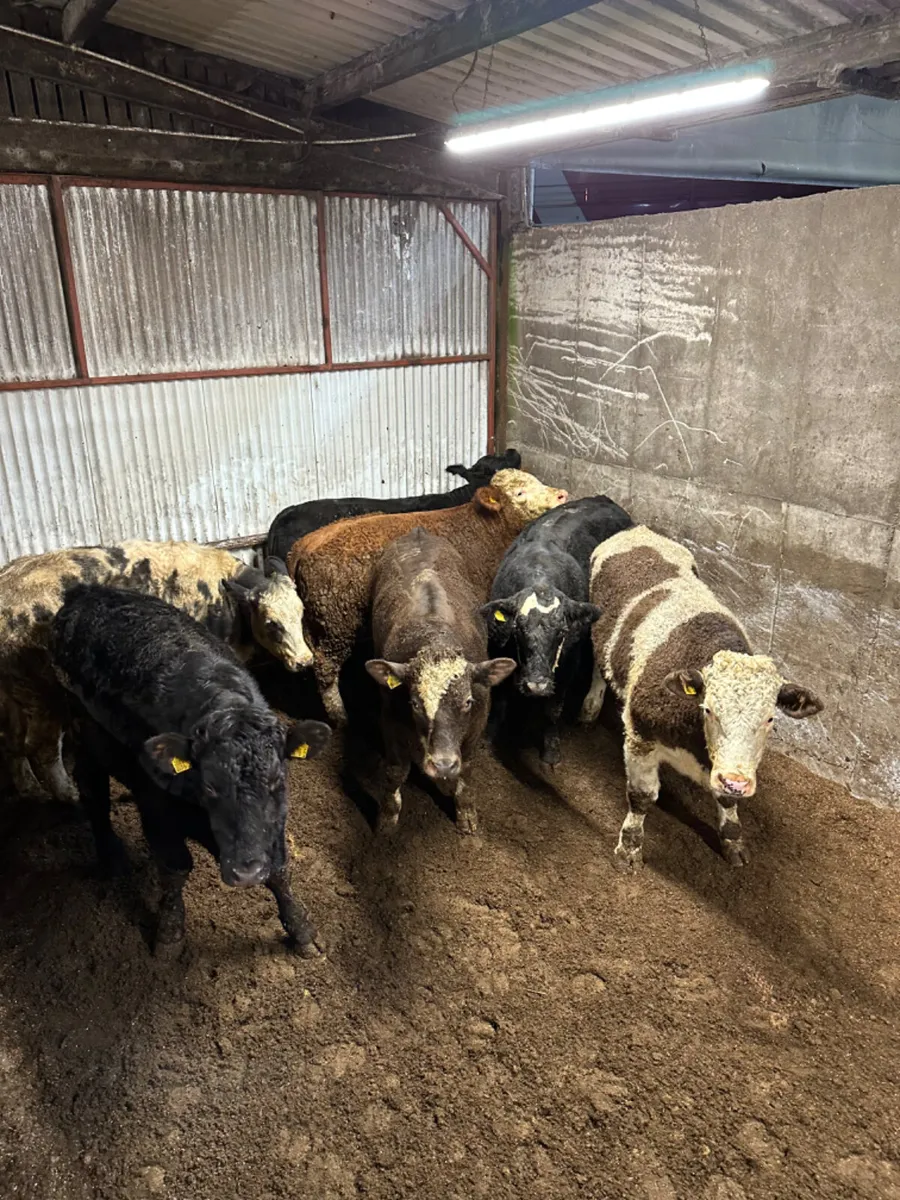 Forward bullocks - Image 3