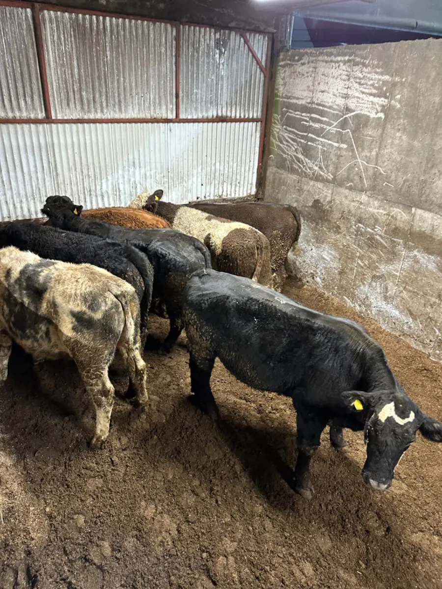 Forward bullocks - Image 1