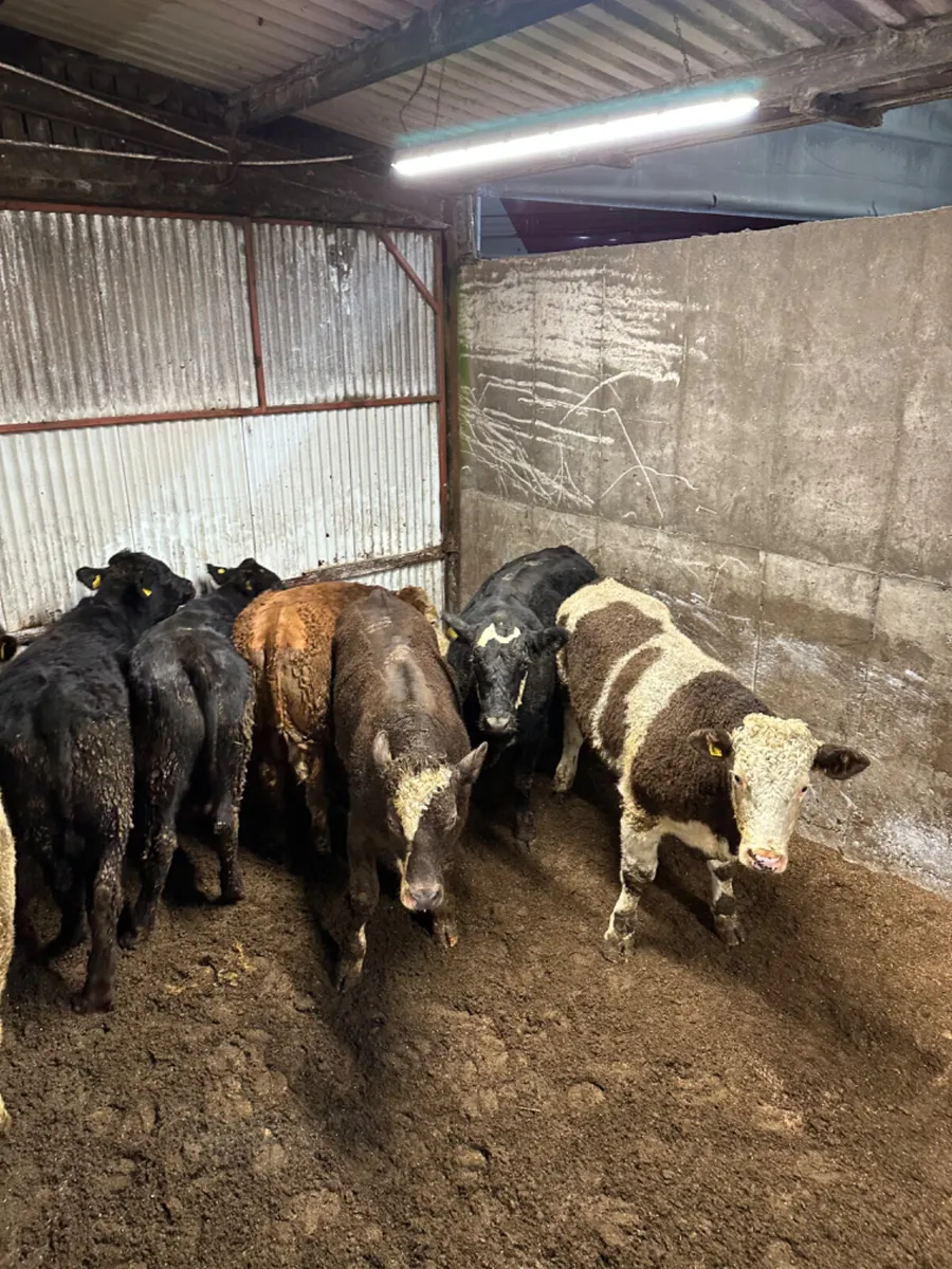 Forward bullocks - Image 2