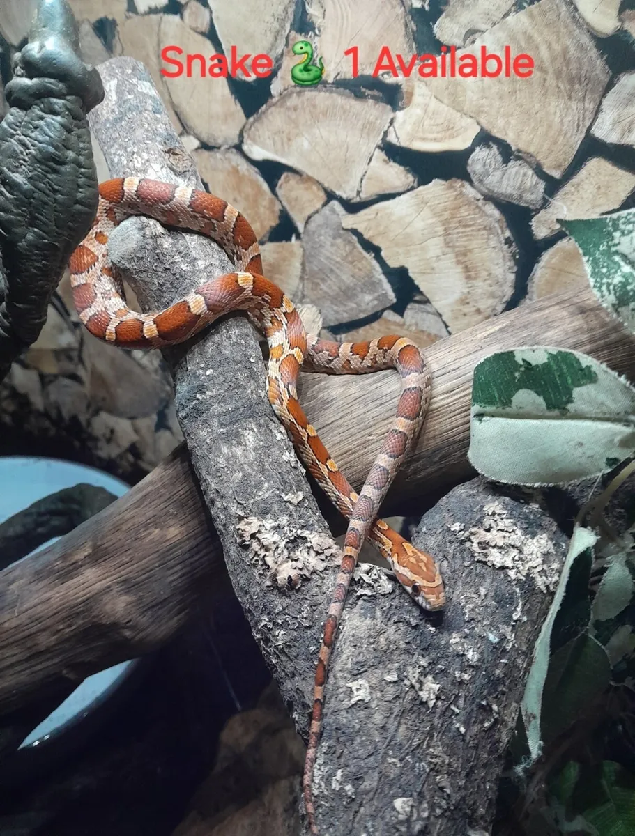 Corn Snakes 🐍 - Image 1