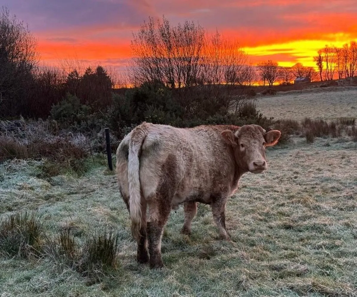 Roan heifer Balla Mart 13 Dec - Image 1