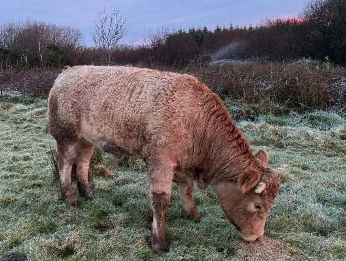 Roan heifer Balla Mart 13 Dec - Image 2