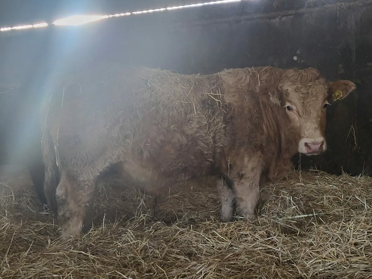 Weanling Bulls Enniscorthy Mart 16th of December - Image 1