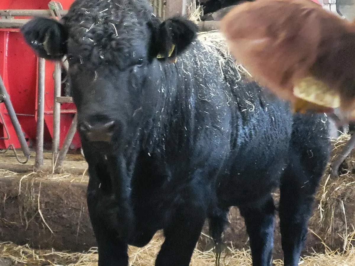 Weanling Bulls Enniscorthy Mart 16th of December - Image 2