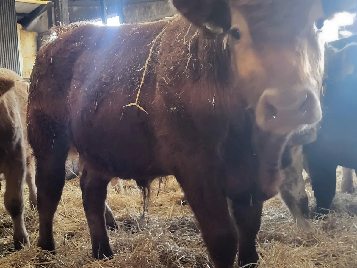 Weanling Bulls Enniscorthy Mart 16th of December - Image 3