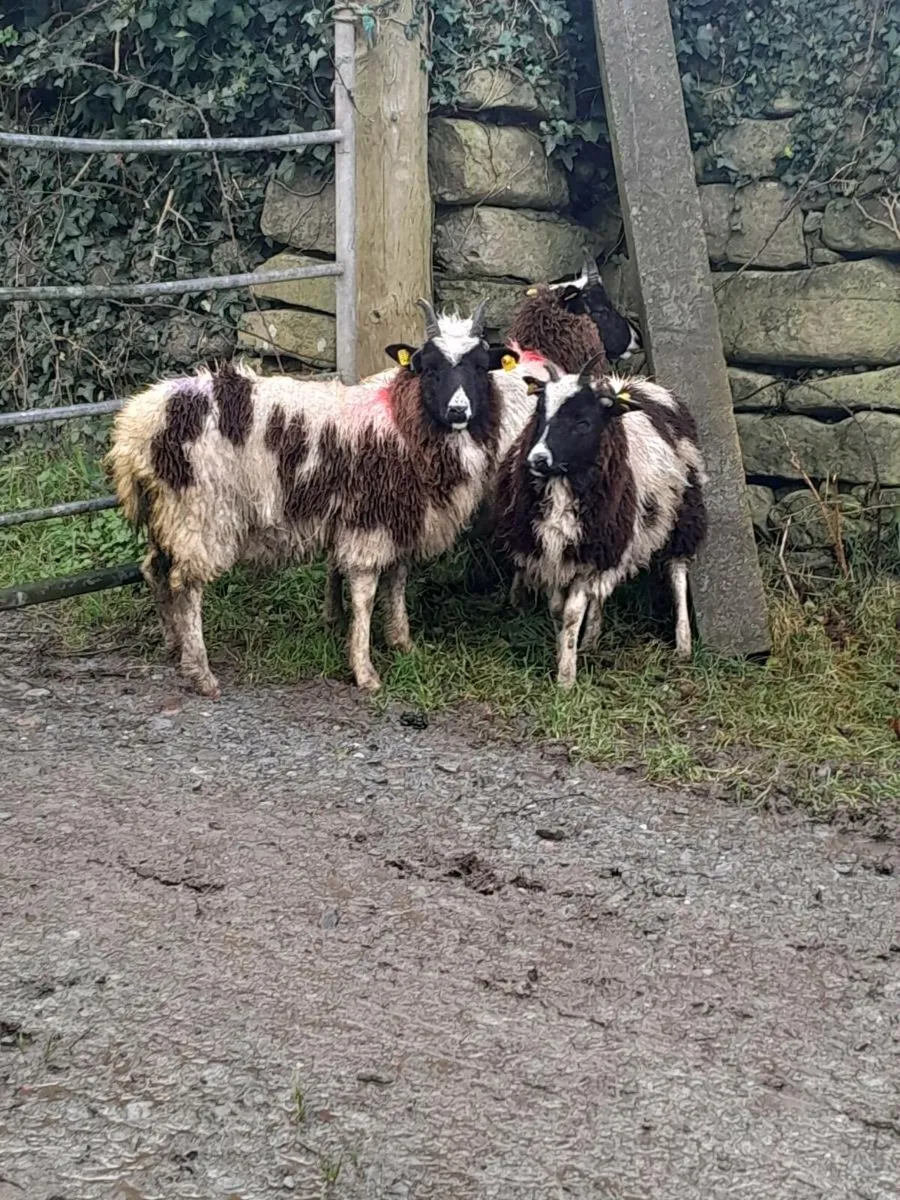Jacob ewe lamb's - Image 3