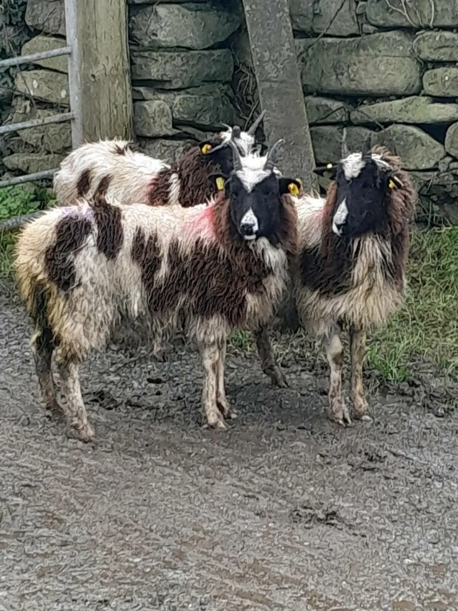 Jacob ewe lamb's - Image 1