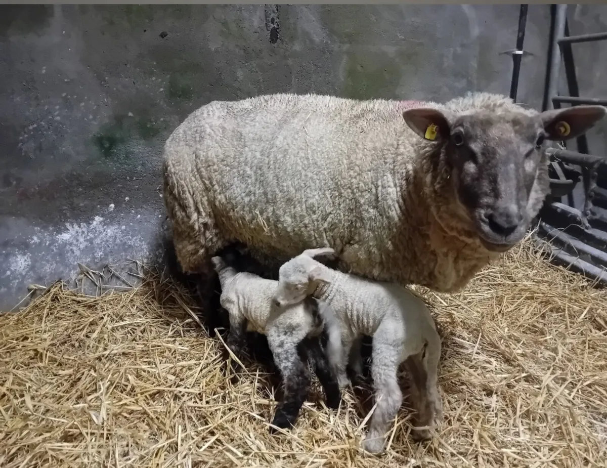 Organic ewe with twins