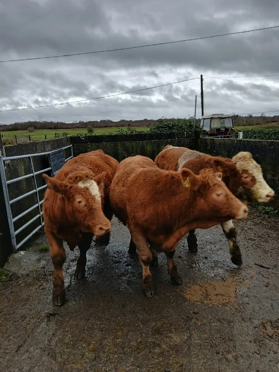 Bullocks