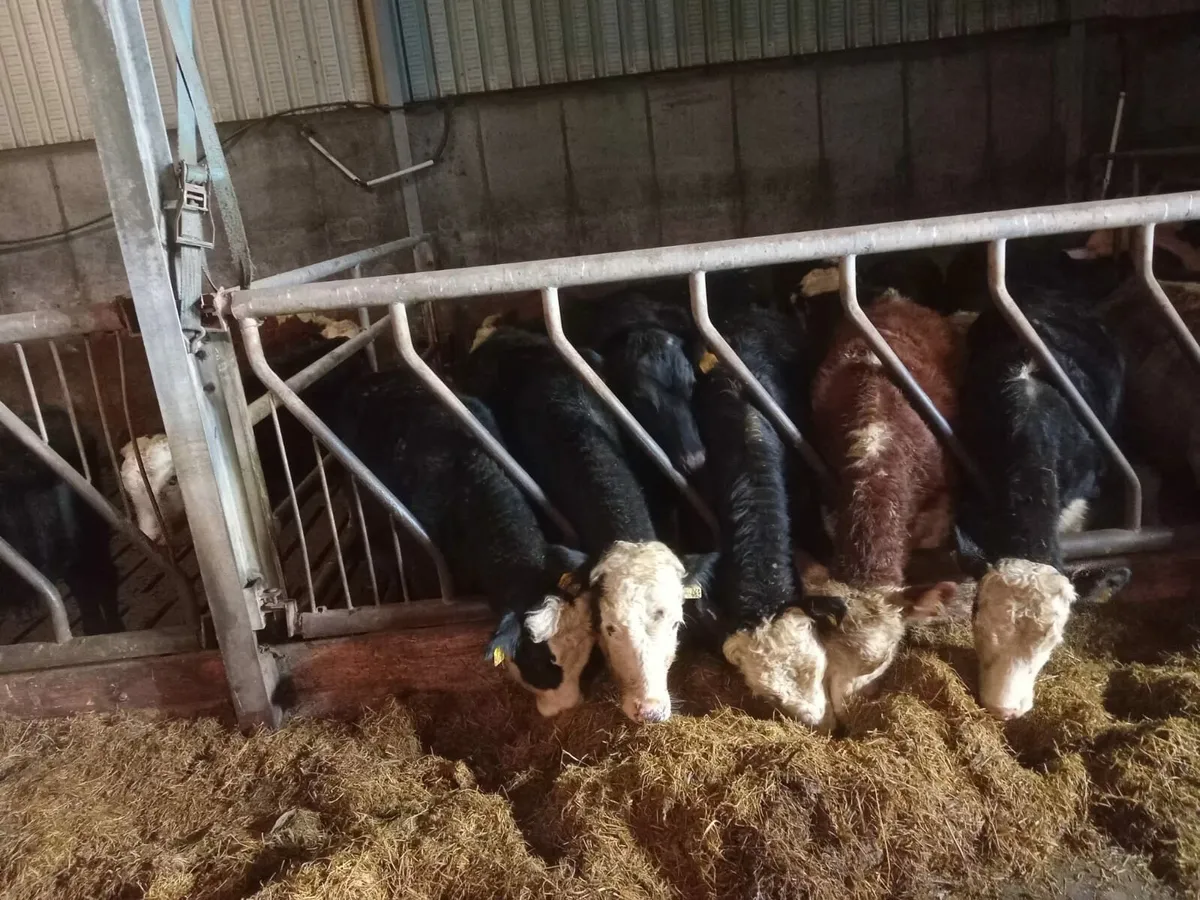 Black white  Heifers