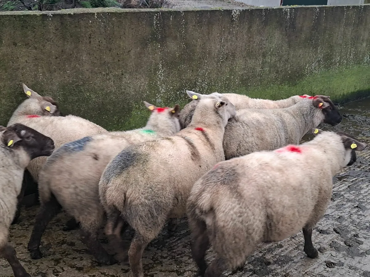 Sheep - Image 1