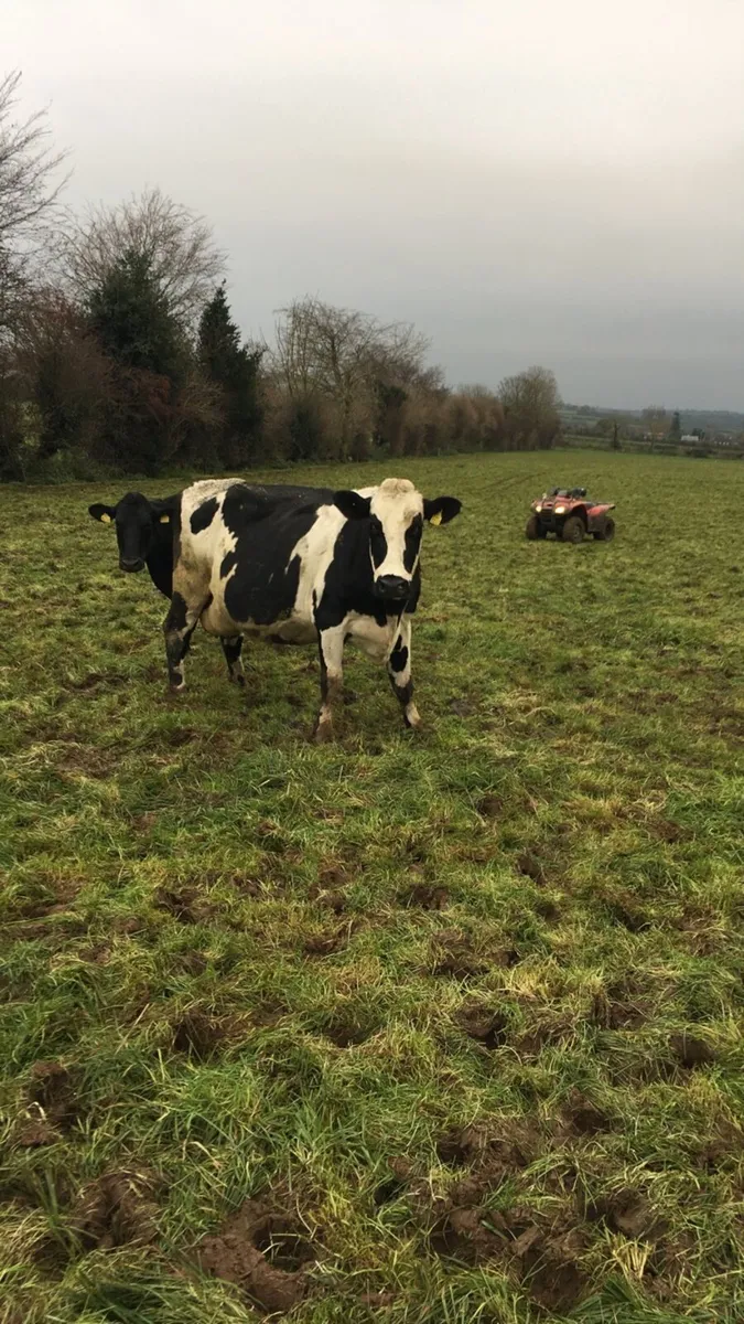 Casual Feeding/ general farm work wanted