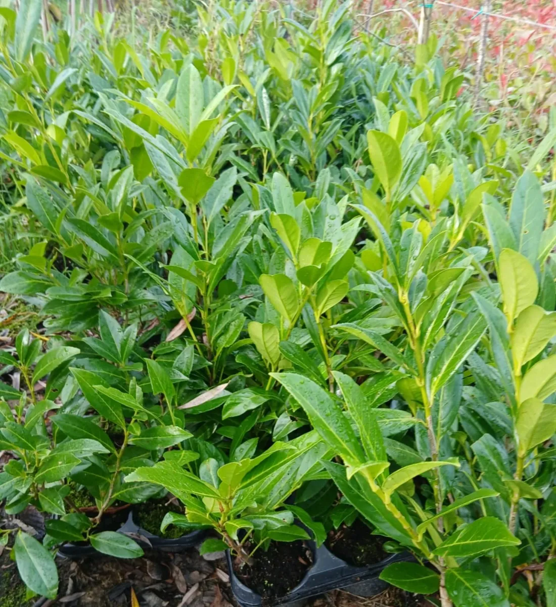 LAUREL 2.5 FEET TALL (POTTED) - Image 2