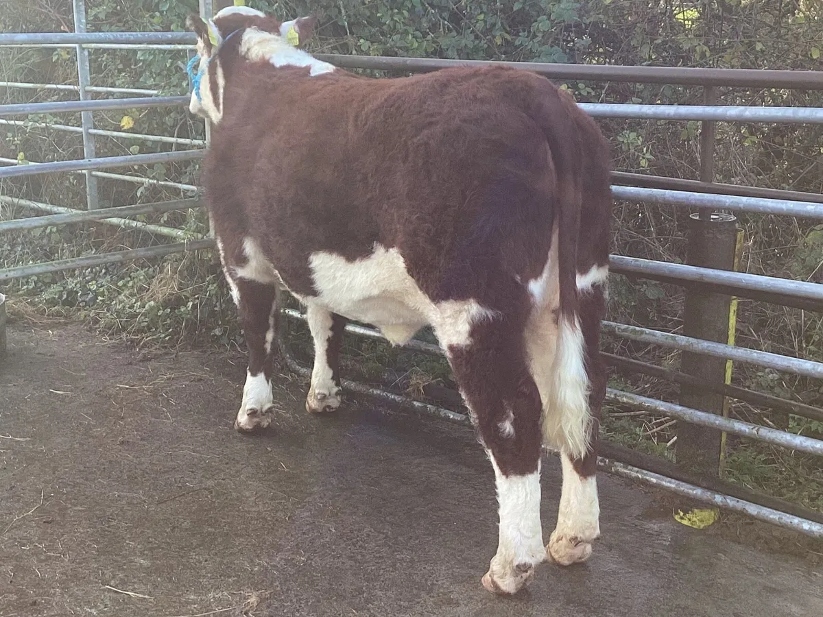 Lot 14 Tullamore Saturday 13th - Image 1