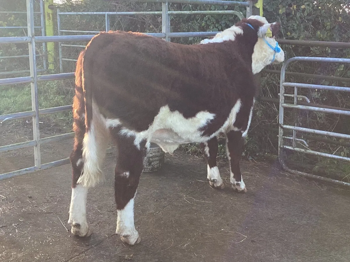 Lot 14 Tullamore Saturday 13th - Image 2