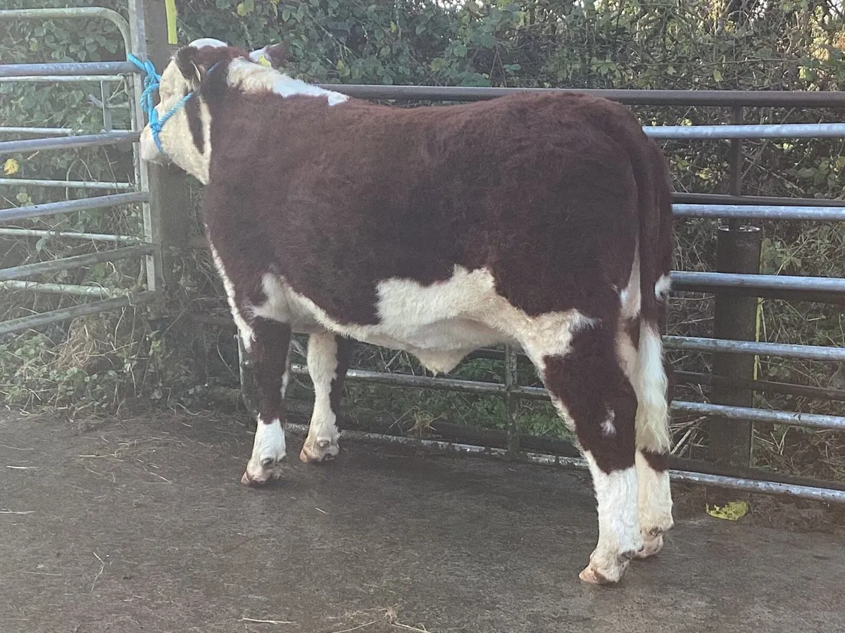 Lot 14 Tullamore Saturday 13th - Image 3