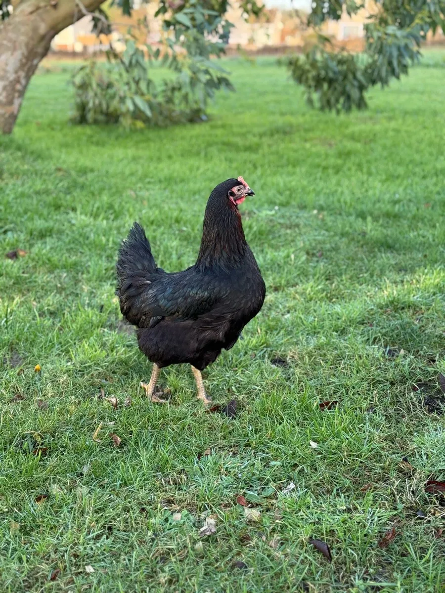 Blackrock and Rhode Island Red - Point of Lay - Image 1