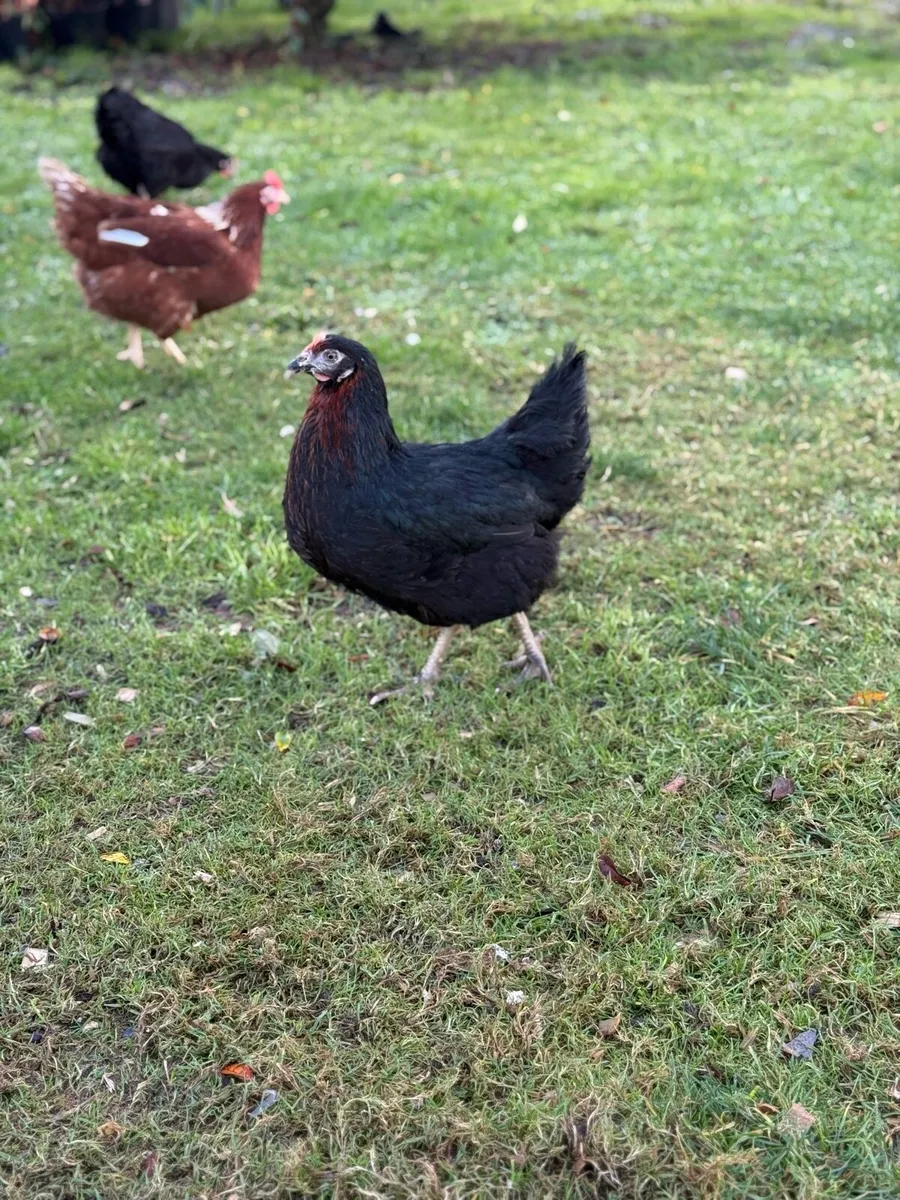 Blackrock and Rhode Island Red - Point of Lay - Image 2