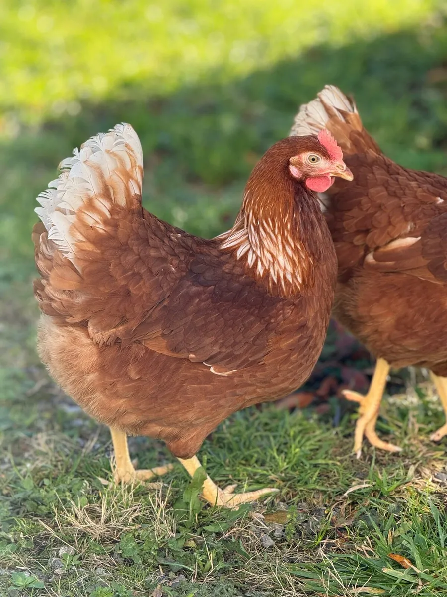 Blackrock and Rhode Island Red - Point of Lay - Image 3