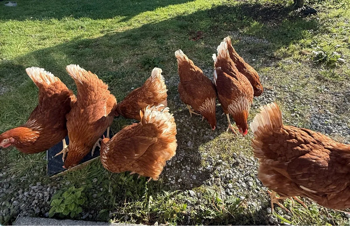 Blackrock and Rhode Island Red - Point of Lay - Image 4