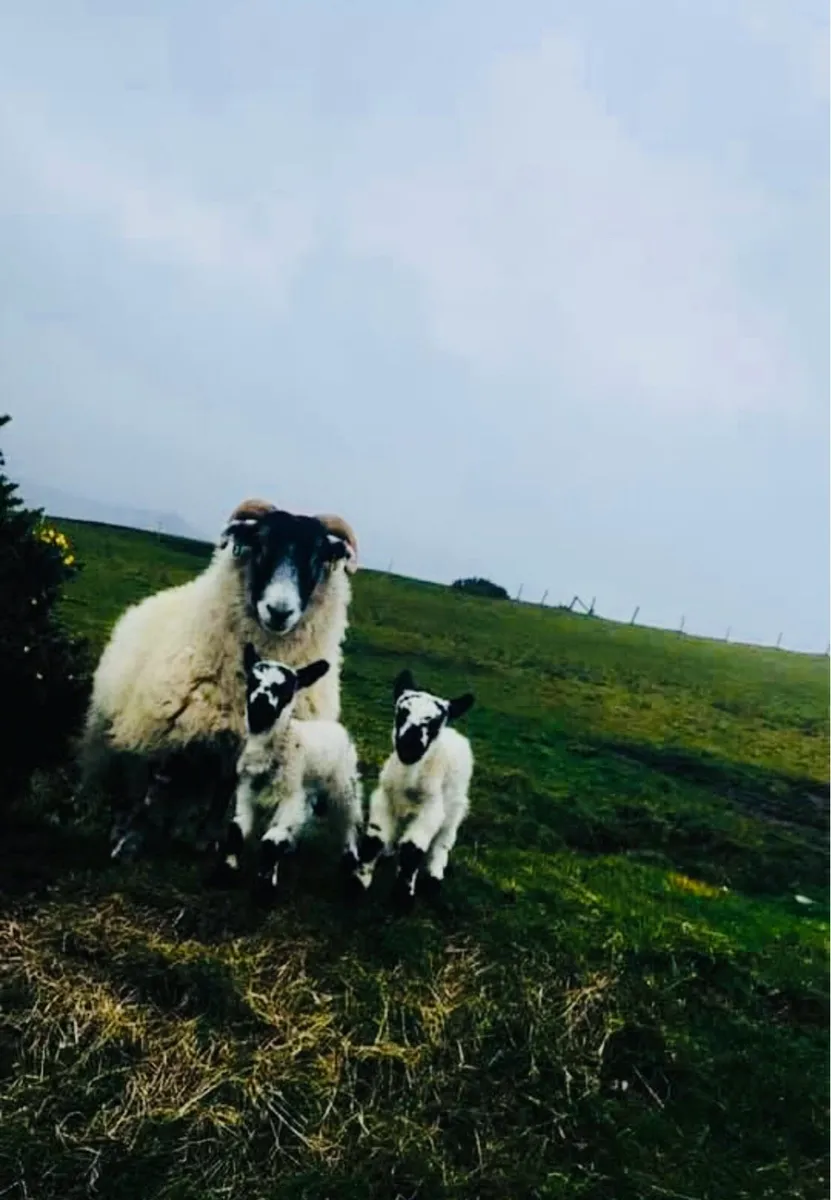 Sheep Horn-brands - Image 3