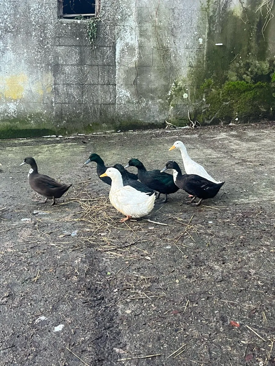Ducks - Image 1