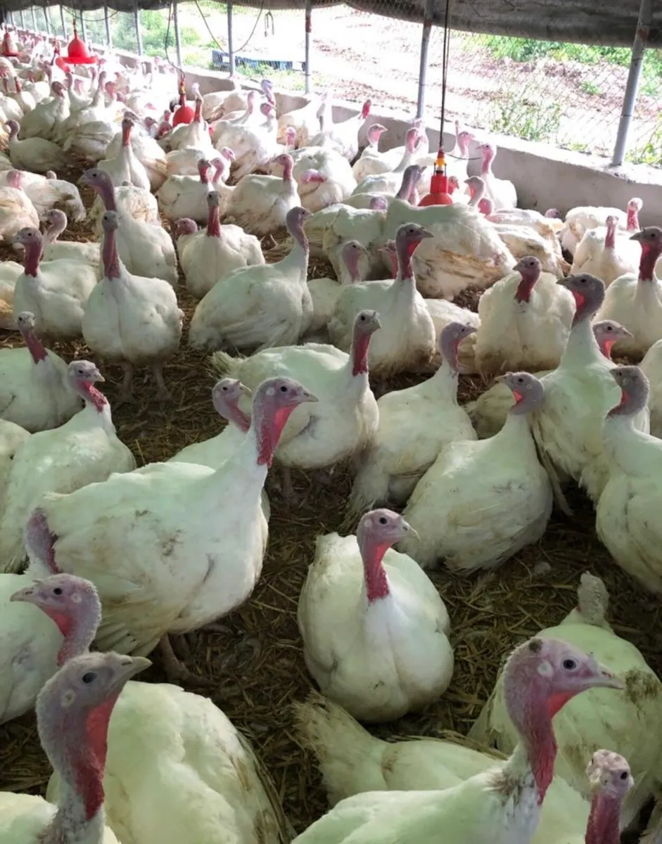 Live Christmas Turkey