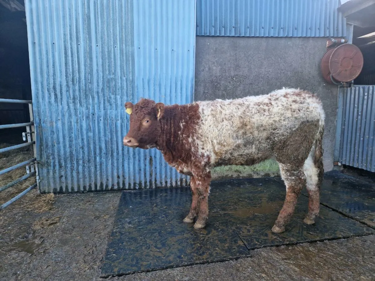 Roan heifer - Image 1