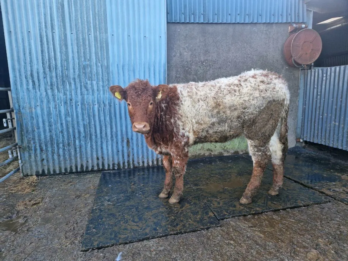 Roan heifer - Image 2