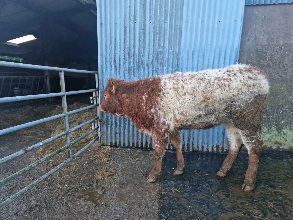 Roan heifer - Image 3