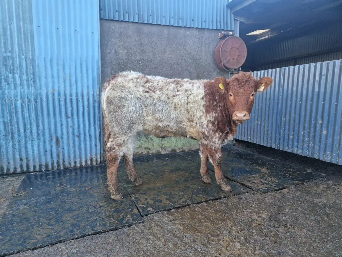 Roan heifer - Image 4