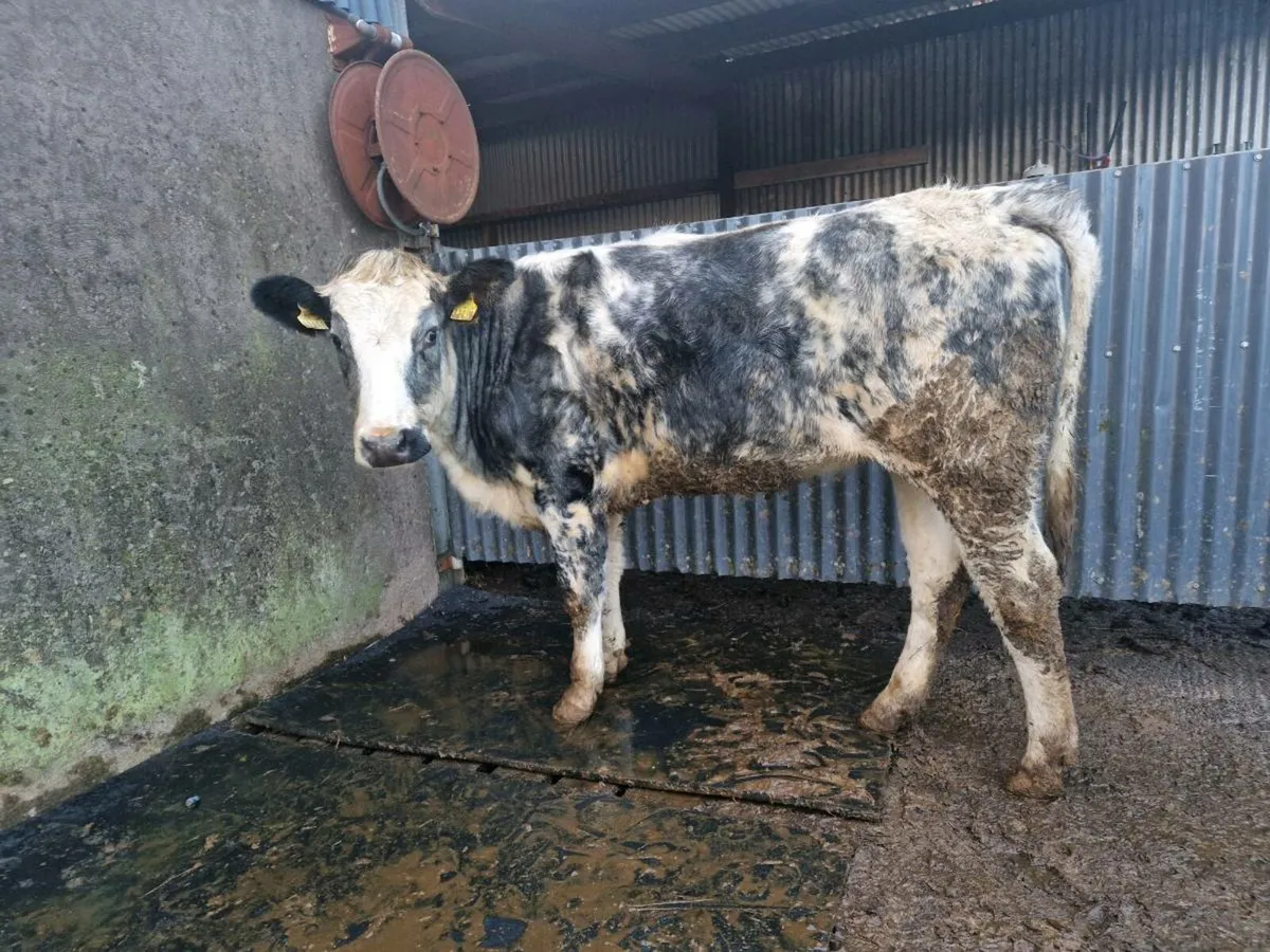 Breeding heifer 4 star genotype - Image 2