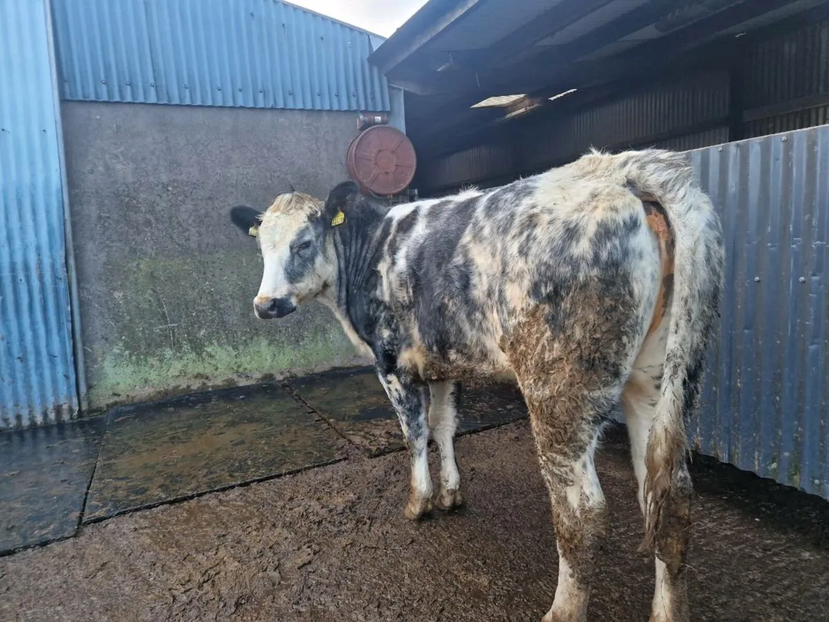 Breeding heifer 4 star genotype - Image 3