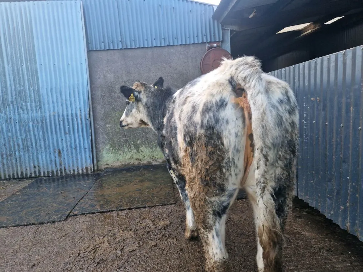 Breeding heifer 4 star genotype - Image 4