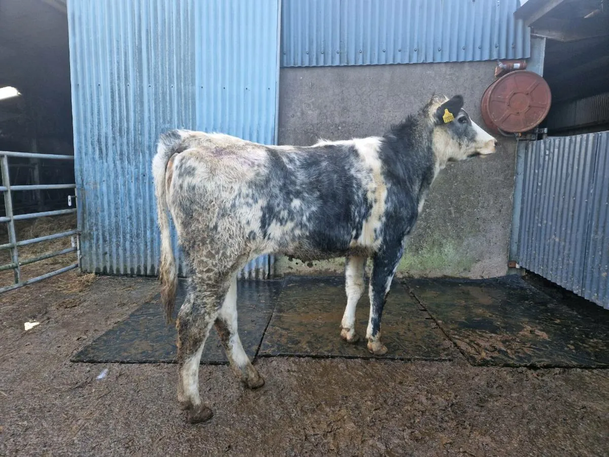 Breeding heifer 4 star genotype - Image 1