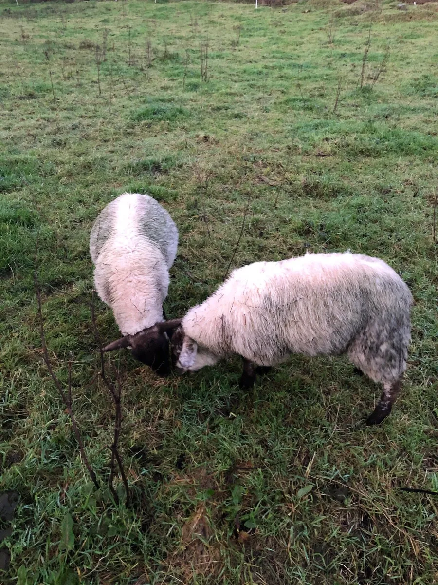 Ewe lambs - Image 3