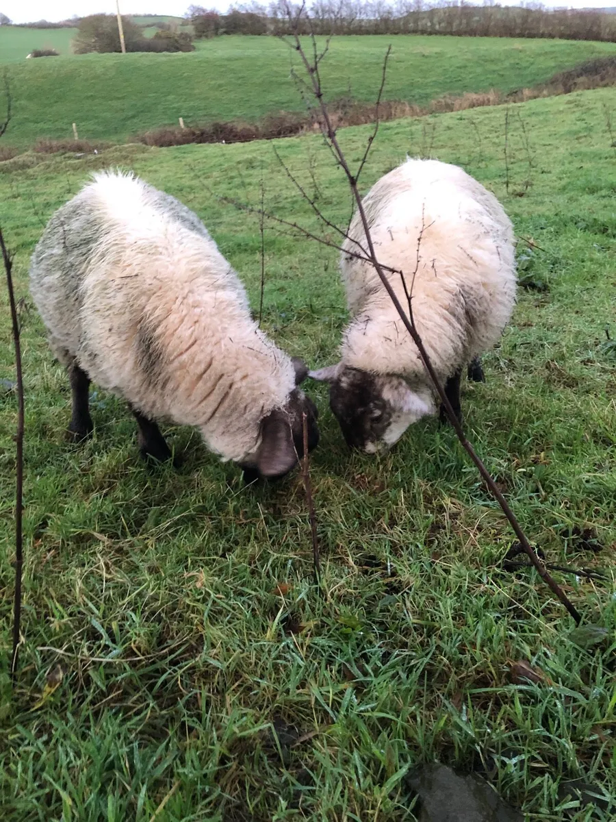 Ewe lambs - Image 1